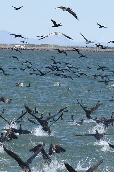 GPO propuso a la Dirección General de Impacto y Riesgo Ambiental (DGIRA) de SEMARNAT que desarrollaría diversos Programas Ambientales encaminados al cuidado del medio ambiente y a la conservación de especies como el mangle, las tortugas marinas, los delfines, las iguanas, las aves residentes y migratorias, así como la flora y fauna acuática de la zona e implementaría medidas para mejorar la calidad del agua de la bahía. GPO propuso a la Dirección General de Impacto y Riesgo Ambiental (DGIRA) de SEMARNAT que desarrollaría diversos Programas Ambientales encaminados al cuidado del medio ambiente y a la conservación de especies como el mangle, las tortugas marinas, los delfines, las iguanas, las aves residentes y migratorias, así como la flora y fauna acuática de la zona e implementaría medidas para mejorar la calidad del agua de la bahía.