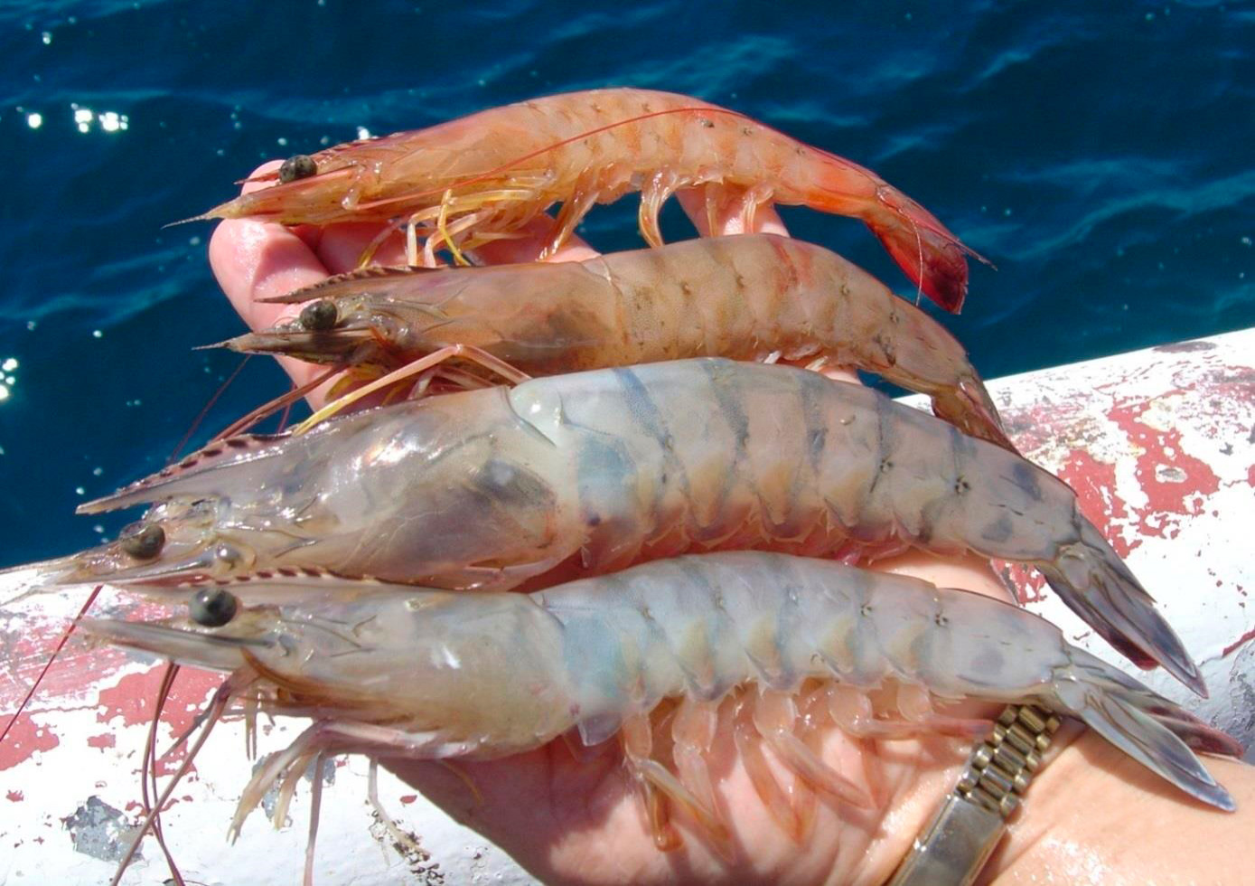 Con base en los estudios realizados por el Centro Interdisciplinario de Investigación para el Desarrollo Integral Regional (CIIDIR) Unidad Sinaloa, del Instituto Politécnico Nacional (IPN), en las inmediaciones de la Planta no existen las condiciones necesarias para el refugio de larvas de peces y crustáceos, motivo por el cual éstas no se verán afectadas. Con base en los estudios realizados por el Centro Interdisciplinario de Investigación para el Desarrollo Integral Regional (CIIDIR) Unidad Sinaloa, del Instituto Politécnico Nacional (IPN), en las inmediaciones de la Planta no existen las condiciones necesarias para el refugio de larvas de peces y crustáceos, motivo por el cual éstas no se verán afectadas.