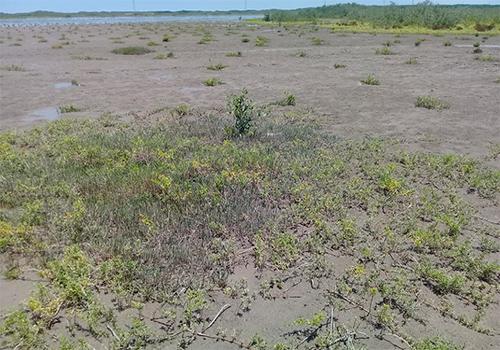GPO implementó este programa, en adición al proyecto de conservación del manglar de bordo. El sitio seleccionado está ubicado en la parte norte de la zona de relleno.